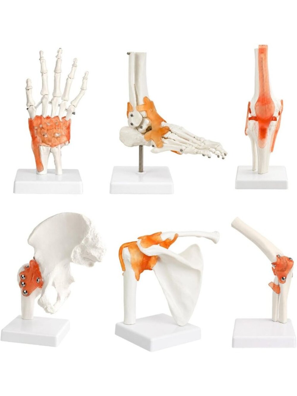 6Pcs Human Joint Anatomy Model Set - Realistic Ligaments for Education & Study